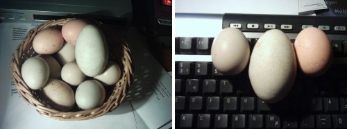 Grüne Eier im Superformat. Links die Tagesausbeute, rechts als Vergleich